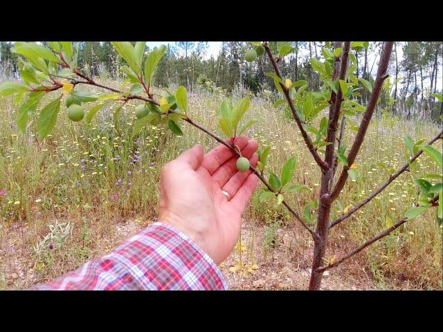 Part 12 : Tree Protection before Strimming and Life Chores on my Homestead in Portugal