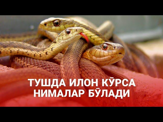 Тушда Илон Кӯрса Нималар Бӯлади! Батафсил Маълумот! ATVUZ