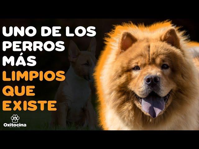 CHOW CHOW: 9 COSAS que debes saber