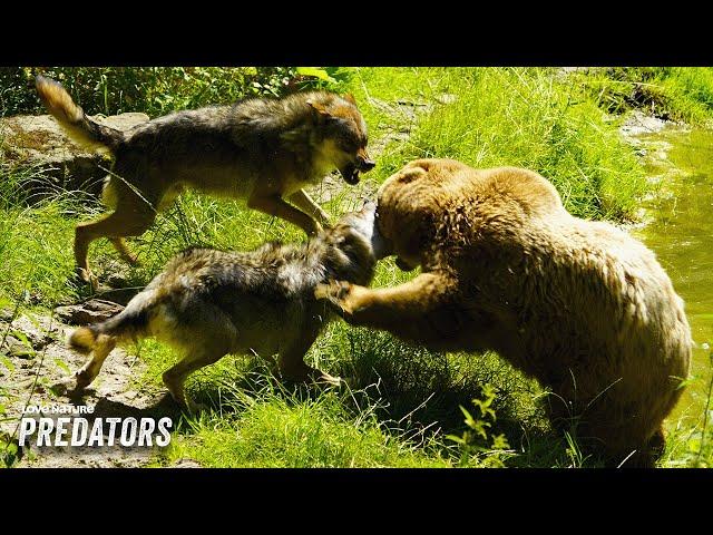 Wolf vs Bear: When Apex Predators Collide | Love Nature