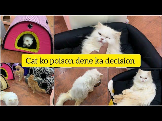 Cat Paralyzed hoi to Owners ne poison dene ka decision Le Liya || Sasha ko 1 kenal ka ghr psnd a gya