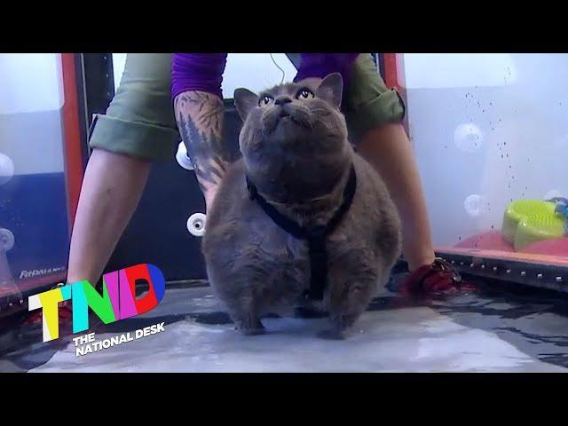 Viral cat 'Cinderblock' is on a mission to lose weight