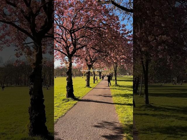 spring in edinburgh ️  #spring #edinburgh #aesthetic #summer #girl #scotland #university #uni