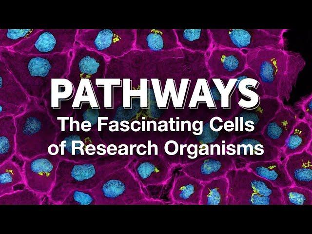 Pathways: The Fascinating Cells of Research Organisms