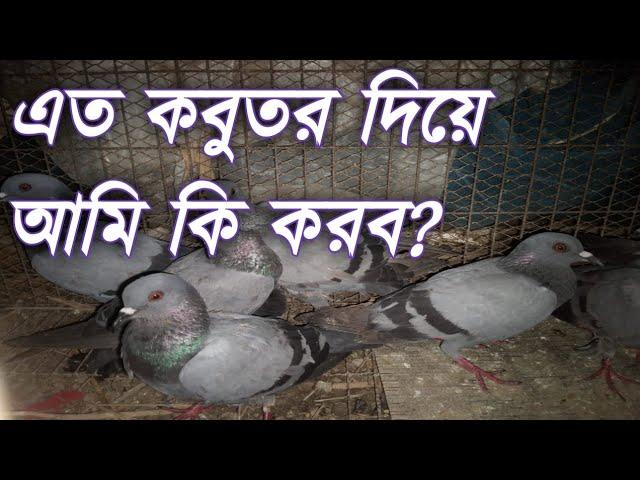 জালালি কবুতর পালন | Jalali kobutor palon | Rock/Dove pigeon nursing