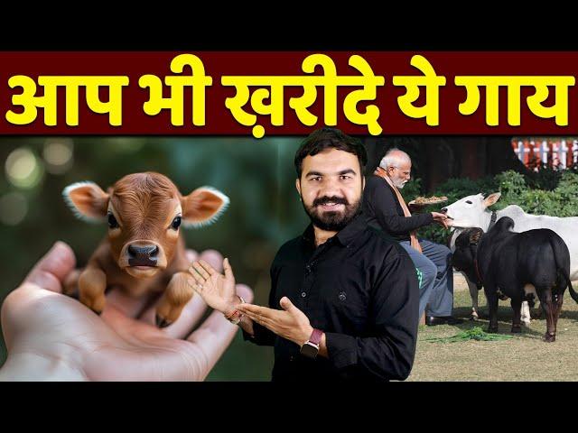 छोटी गाय कैसे ख़रीदें | How to buy Punganur cow | miniature cow | dwarf cow | punganur cow sale |Cow