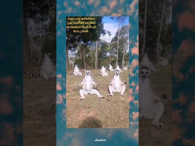 Ane aiye api iwarai