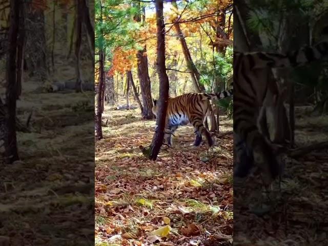 Massive siberian tigress #siberiantiger #wildlife #wildtiger #animals #endangeredspecies #siberia