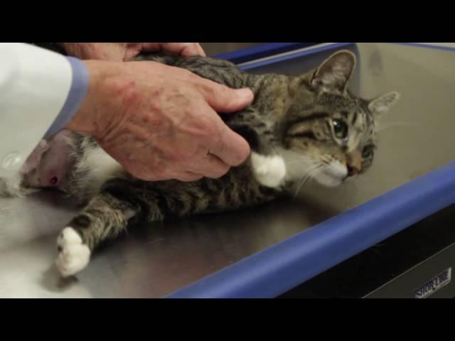 Auburn University Veterinary Clinic - Annual Pet Exam