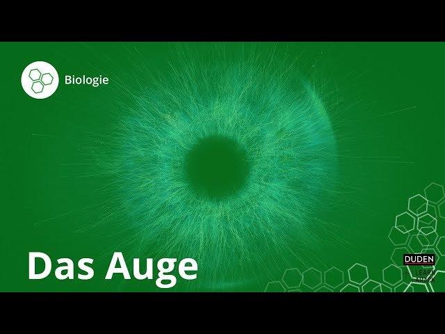 Das Auge: So funktioniert Sehen – Biologie | Duden Learnattack