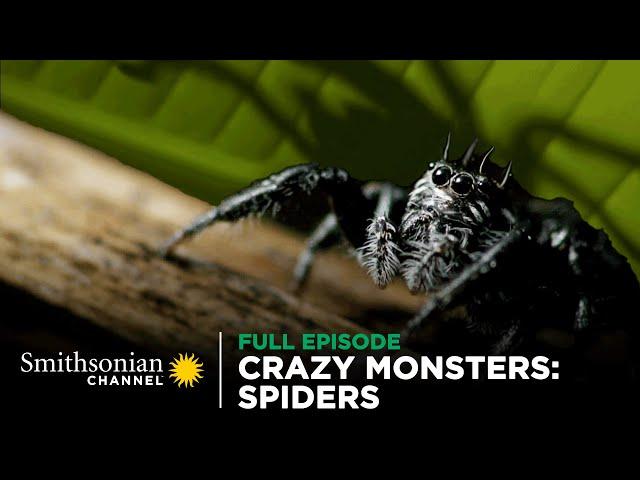 Crazy Monsters: Spiders ️ FULL EPISODE | Smithsonian Channel