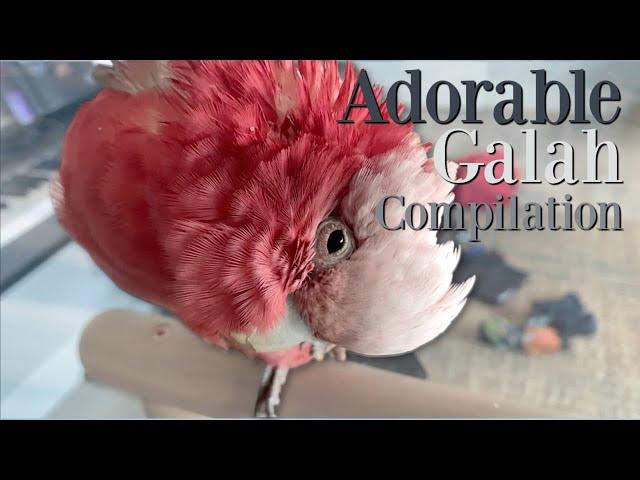 ADORABLE GALAH Compilation | Bogie Makes Me Tea