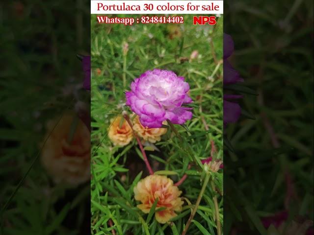 Portulaca 30 colors 300rs - Table rose - Moss Rose - Pathumani - WhatsApp : 8248414402