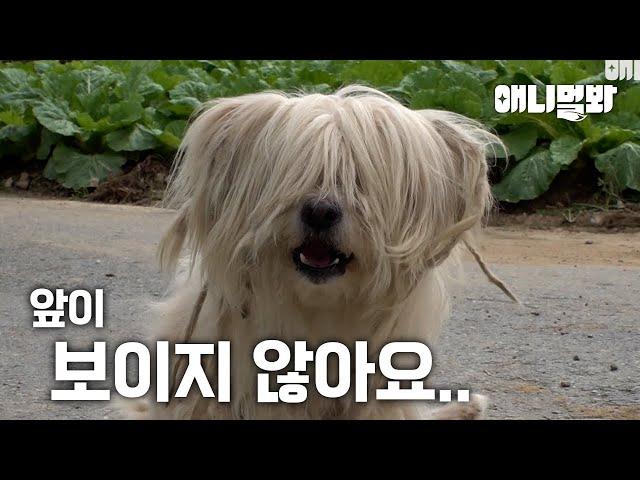 Story Of Dog Who Didn’t Cut His Hair For 10 Years