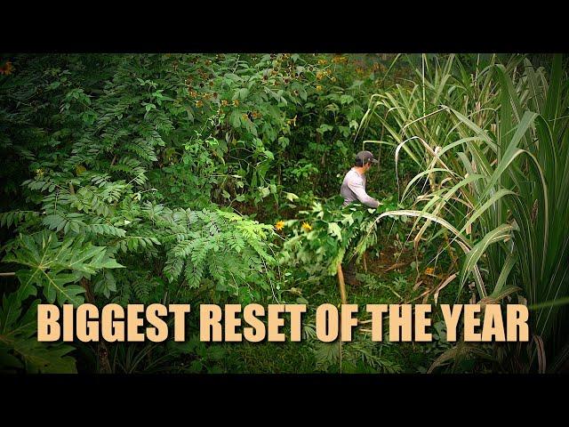 Syntropic Agroforestry | 4 Reasons to Heavily Prune in the Winter/Rainy Season (Puna, Hawaii)