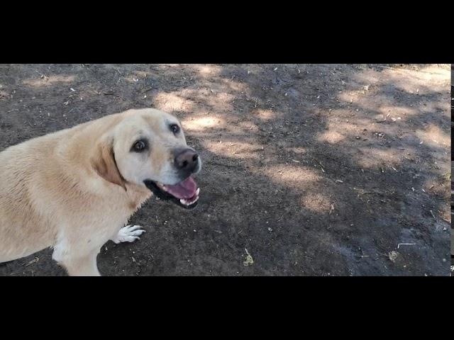 How to cool a Labrador on a hot day