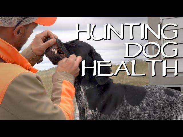 Hunting Dog Health - Making Sure Your Dogs Are Healthy On A Hunting Trip