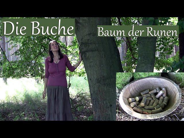 Die Buche, der Baum der Runen