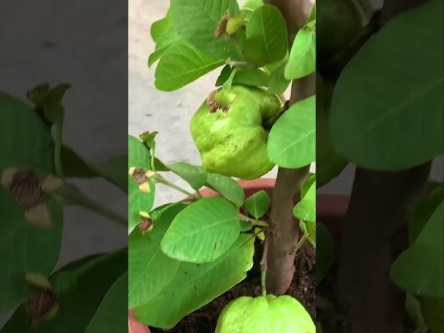 How to Grow Guava Trees Faster