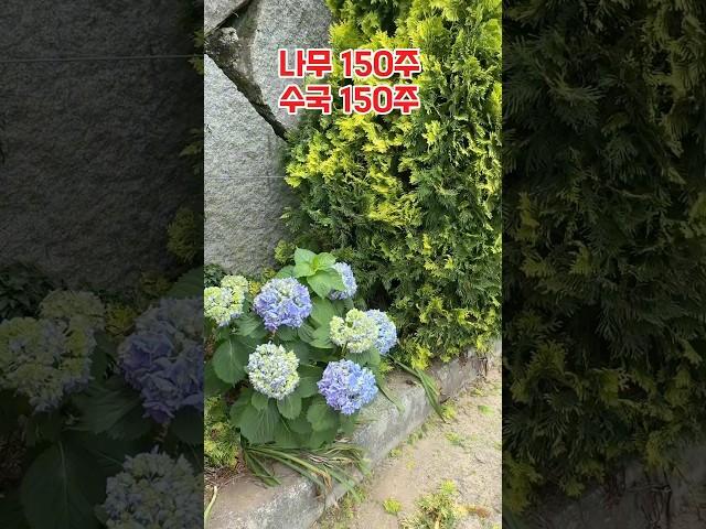 나무키우기#수국키우기