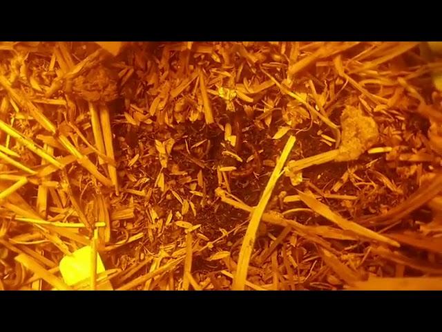 Living Soil Manufactured in Oklahoma |Red Bud Soil Company