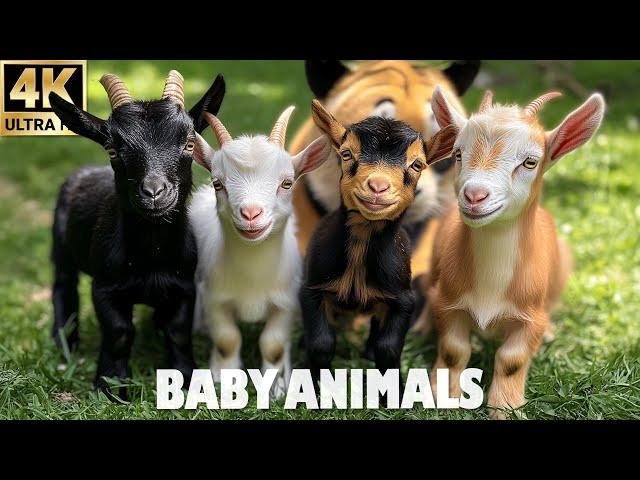 The World's Most Beautiful Baby Animals 4K - Adventure Into The Natural World - Relaxing Animals