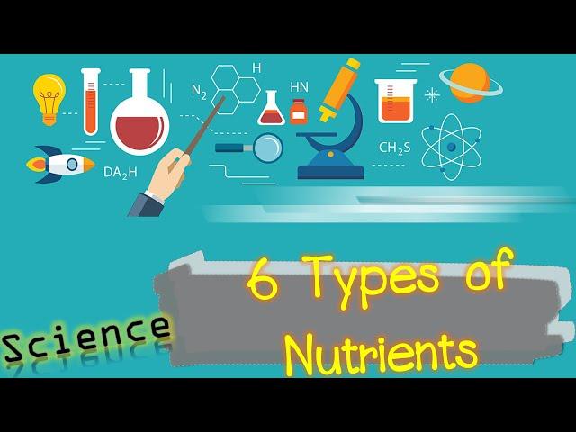 6 Types of nutrients  Science P.6