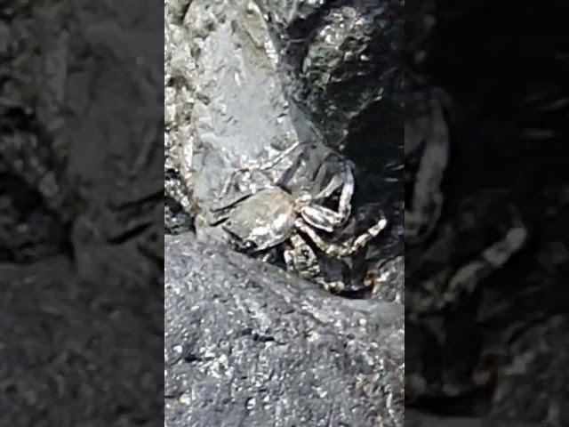  Crabs on the Rocky Atlantic Coast of Tenerife | Wild Coastal Life  #travel #tourism #ocean #crab