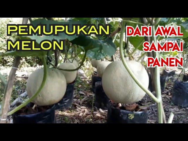 PANDUAN PRAKTIS PEMUPUKAN MELON DARI AWAL SAMPAI PANEN