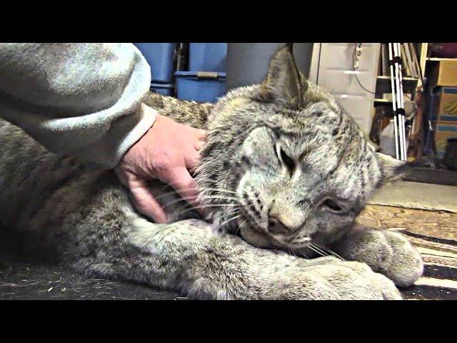 Woman Rescued an Lynx but a Few Months Later This Happened...