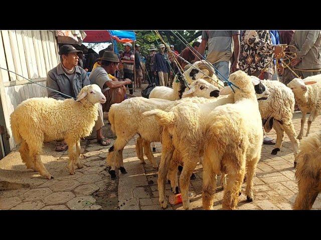 650 RIBU‼️KAMBING GIBAS JANTAN HARGA MURAH | Pasar Kambing Kerek Jatim