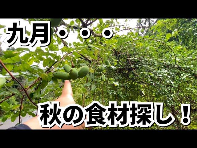 Looking for autumn ingredients in the mountains of Japan.  However, the mushroom was not eaten.