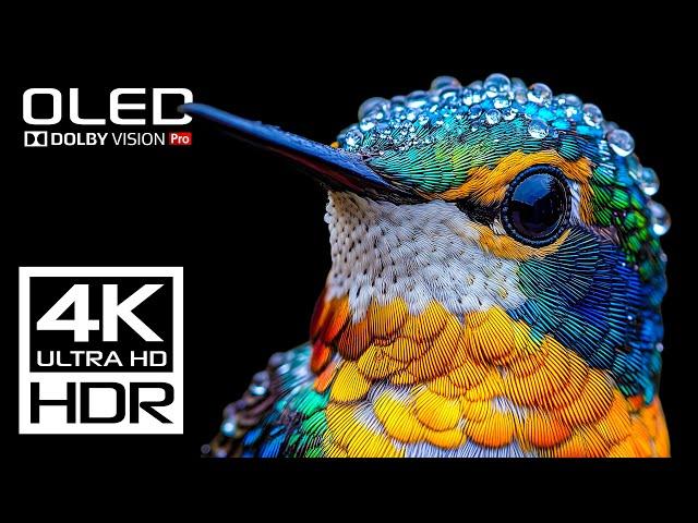 The Coolest Video 4K 120 FPS HDR Dolby Vision - 4K Video ULTRA HD