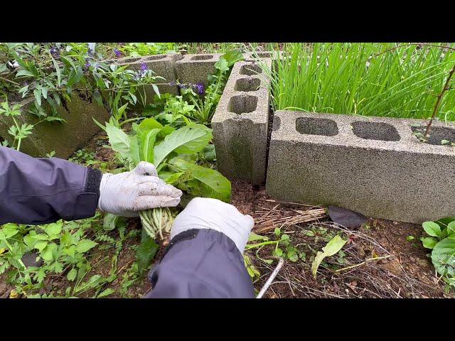 배추벌레 잡기| 노지 고들빼기