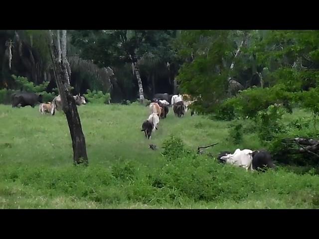 Ganadería extensiva: Novillos de engorda en el Sureste de México