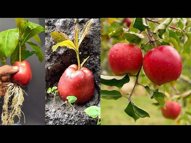 How to grow apple tree from apple fruit - amazing technique planting