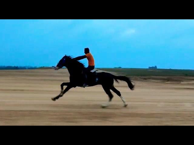 Horse Running in 80 KMPH| Hassan Airport #horselover