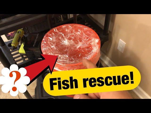 Rescued 3 fish!