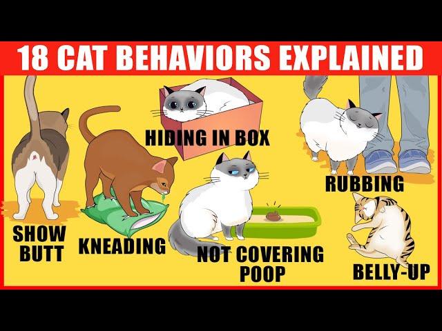 18 Strangest Cat Behaviors Explained