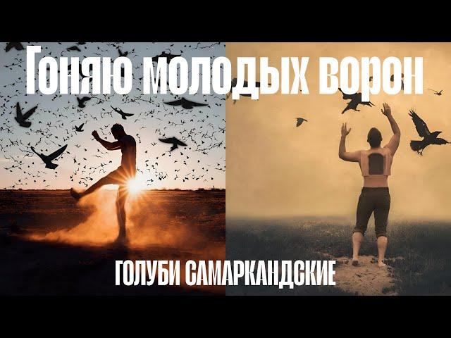 Бойные голуби.Поднял молодёжь, средний результат! Для начала пойдет! Голуби Самаркандские в Твери.