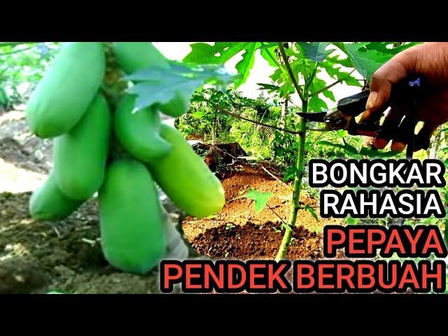 CARA MEMBUAT POHON PEPAYA PENDEK DAN  BERBUAH LEBAT