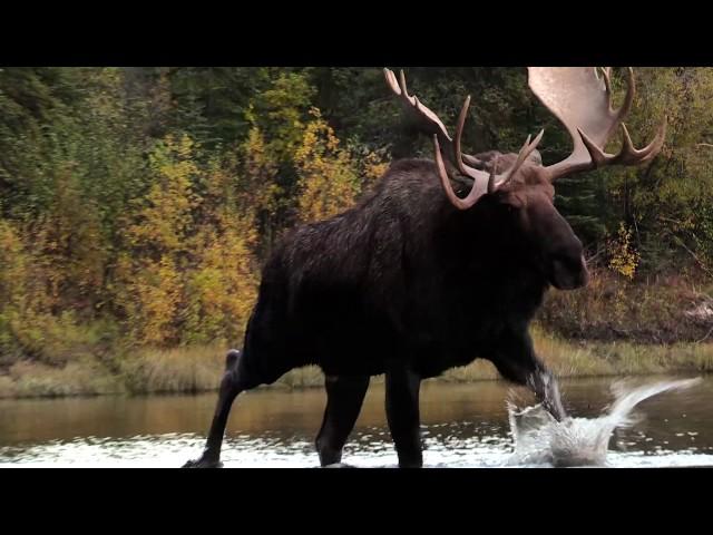 Jim Shockey's Hunting Adventures - Rogue River Outfitters pt. 2 - Outdoor Channel