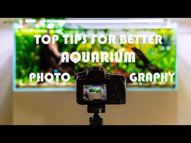 Top 5 Tips For Better Aquarium Photography