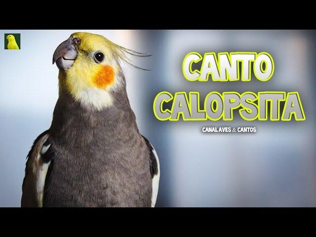 Canto de Calopsita: 1 Hora Para Treinar Calopsitas (Canto Próprio)