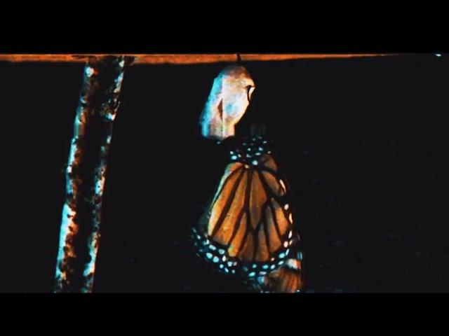 Polaris - REGRESS [Official Music Video]
