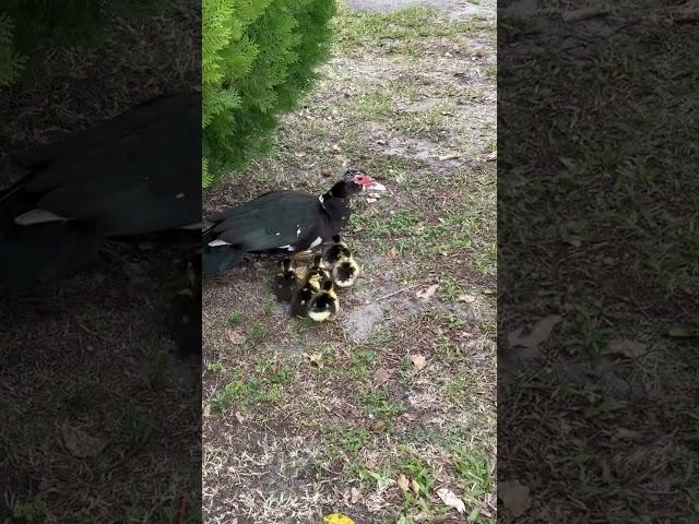 Mama Duck Teaching Ducklings To Stay By Her Side / #shorts