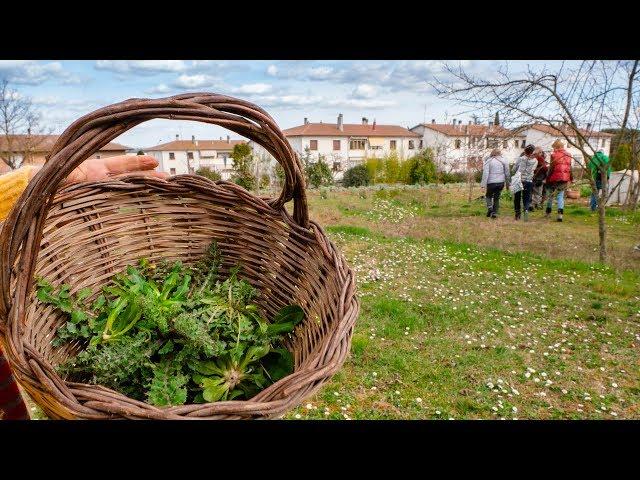 ERBE SPONTANEE, COME RICONOSCERLE E RACCOGLIERLE