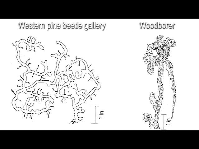 Bark Beetles Part 2 Bark Beetles in Pine