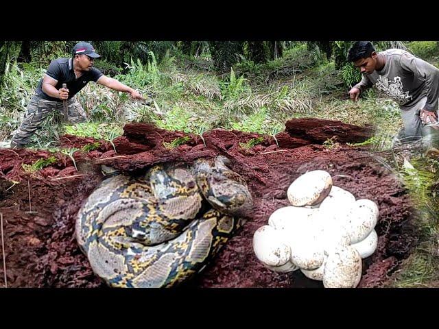 REALLY PROVEN THIS IS THE DISCOVERY OF THE LARGE PYTHON MONSTER MONSTER HEAD HEAD, THERE IS A LOT ..