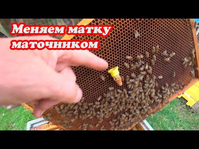 СМЕНА НЕПЛОДНОЙ СВИЩЕВОЙ МАТКИ, ВЫСТАВКА НУКЛЕУСОВ ДЛЯ ОБЛЁТА МАТОК